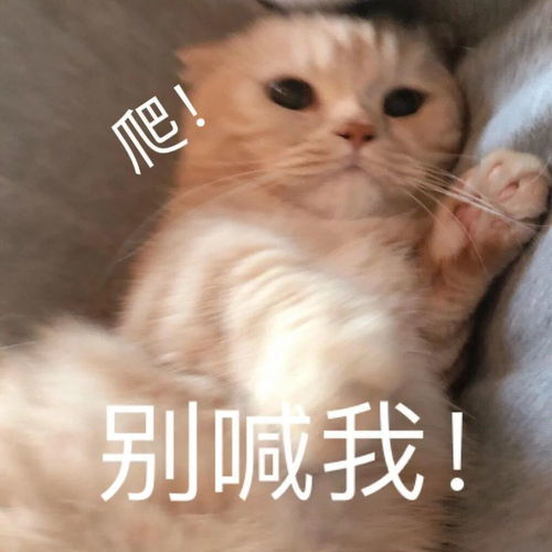 来一组可爱猫咪表情包