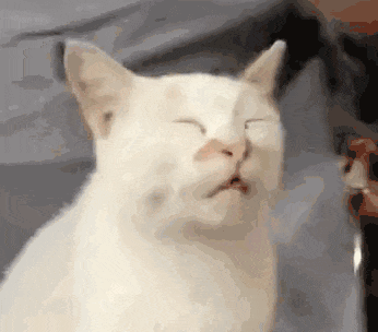 搞笑猫猫沙雕动图大赏动图表情包