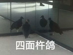 实用鸽子表情包