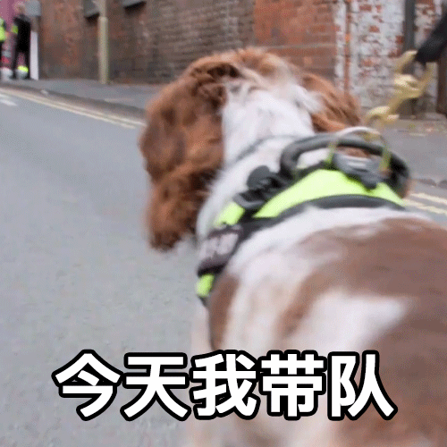 狗狗们工作时的心情,不小心被表情出卖了