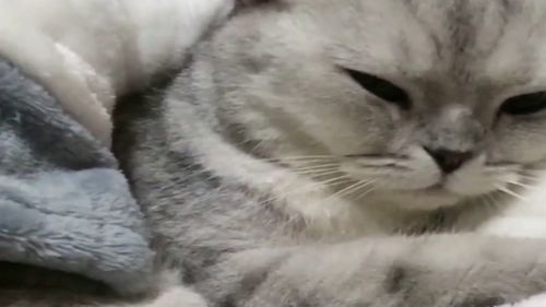 猫咪团子在铲屎官怀里睡觉,看它的表情真可爱,看这表情怕是还没睡醒