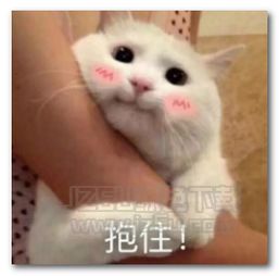 电死你个小可爱喵咪表情图片电死你个小可爱喵咪表情包无水印版jz5u绿色下载站