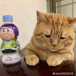 想吃又不能吃,小橘猫魔性表情走红,网友这不就是减肥的我吗alain