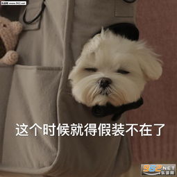剪刀石头布比心爱心表情包扔骨头出来聊天表情包图片下载乐游网游戏下载