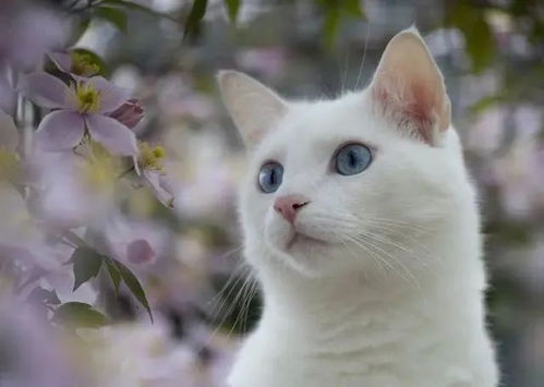 猫咪夜不归宿,被主人关门外,表情让人笑喷快给本喵开门