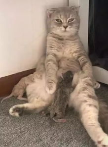 猫咪鬼混不小心怀孕了,喂奶时表情都是这样的,主人你自作自受
