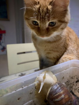 小橘猫图片素材下载动物摄影素材下的家禽家畜图片素材