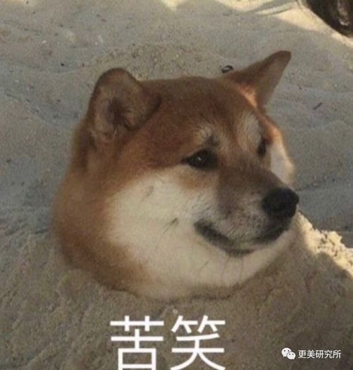 林志玲嫁到日本的第12个月,整的叛若两人