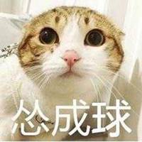 又乖又怂猫表情包微信头像图片大全