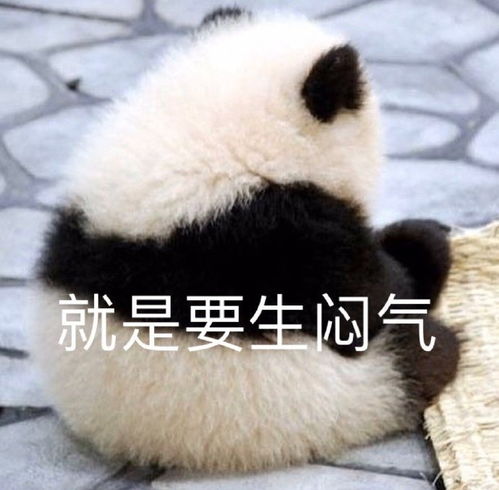 热门可爱表情包图片别看了你承受不住,就是要生闷气