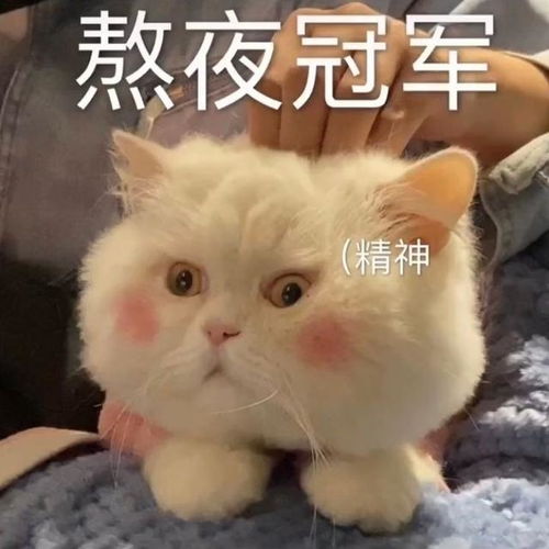 可爱猫咪表情包日常斗图必备