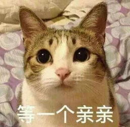 小猫唱歌表情包