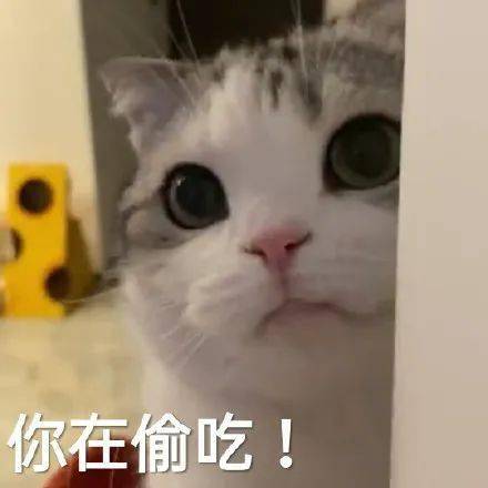 可爱的猫咪表情大全,请收藏备用