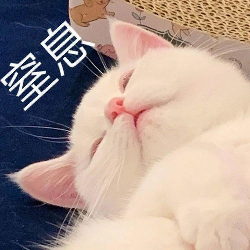 网红猫咪小奶猫蛋崽表情包二