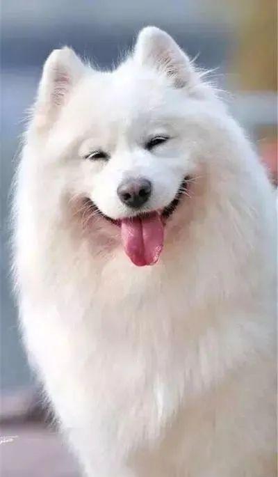 猛男必看谁还不会个wink咋滴