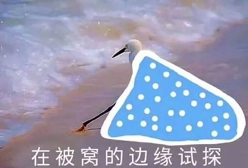 二次元表情包斗图必备试探
