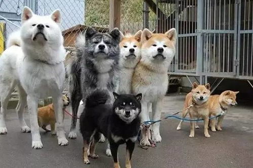 泰迪和比熊秋田和柴犬老司机教你分清狗届双胞胎