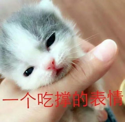 猫咪表情包笑得露出小虎牙