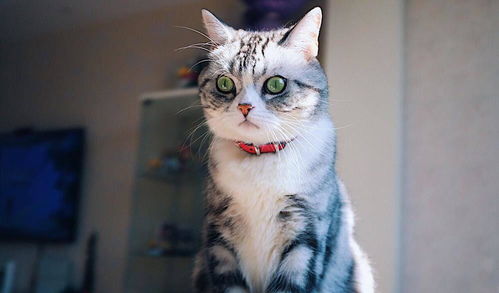猫咪天生一副很凶的表情,每次拍照都像欠它小鱼干一样,哈哈笑喷