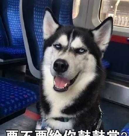 柴犬哈士奇自拍表情包鼻祖