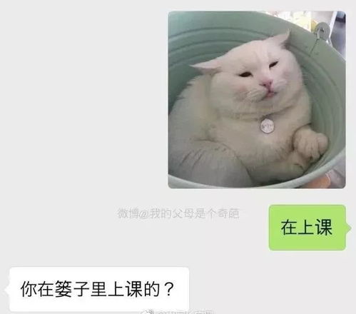 你爸爸我绝不认输表情包认输