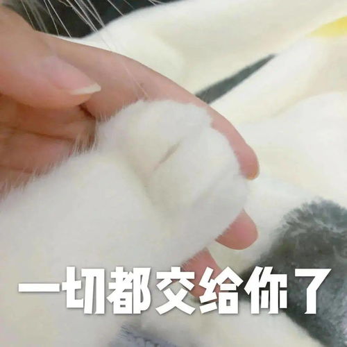 沙雕猫咪表情包