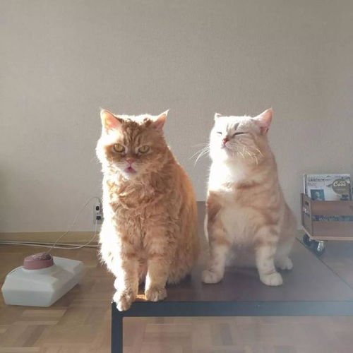 这里有只靠睡觉走红的橘猫,欢迎进来吸一把
