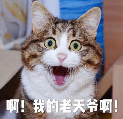 资讯高校夏令营的好,你可能还不知道