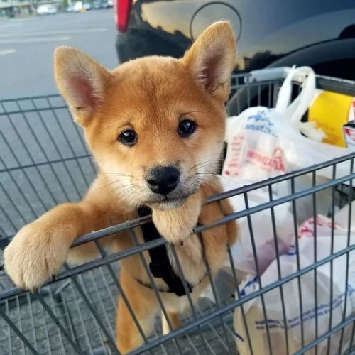 没有什么吸柴犬解决不了的烦恼,如果有,那就多吸几口