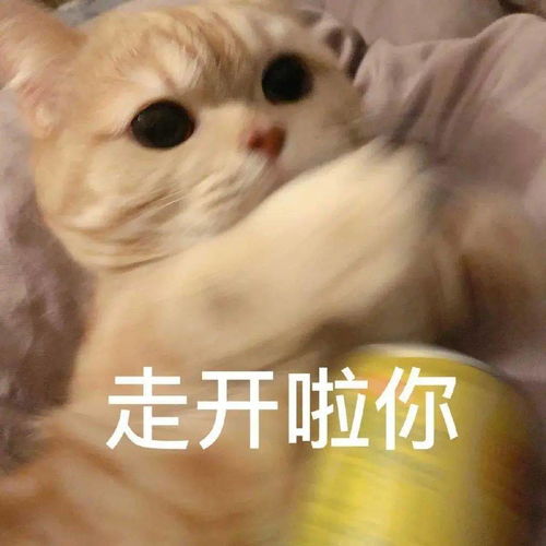 橘猫沙梨表情包