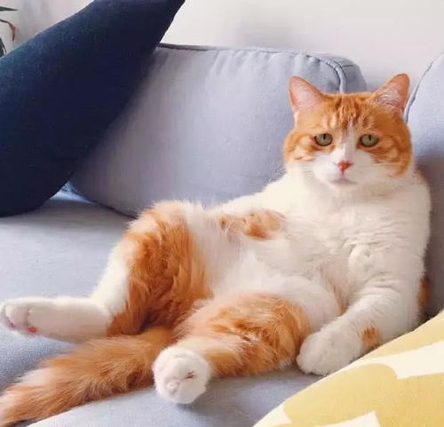 铲屎官骗喵星人今天没得吃了,猫咪听完后表情简直太搞笑了