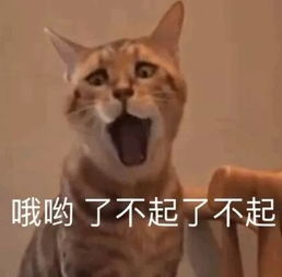 被队友拿ddl追着杀真的不是我愿意的