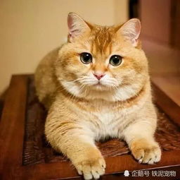 橘猫为了口吃的也是拼了,偷窃未遂就开始撒娇,这模样不忍直视