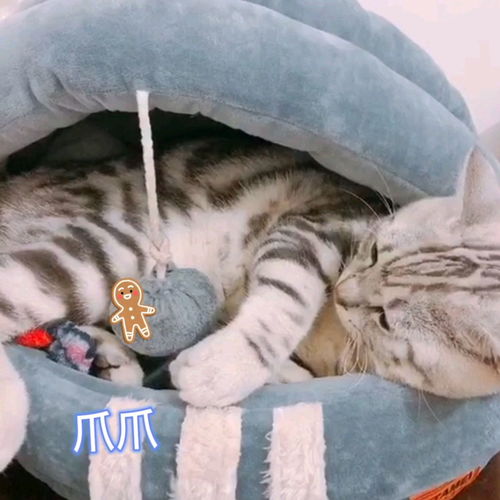 宠物表情包猫猫的日常生活vlog