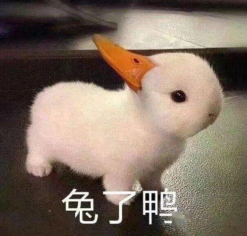 广美教授抄袭米菲兔我和王思聪看完直呼好家伙