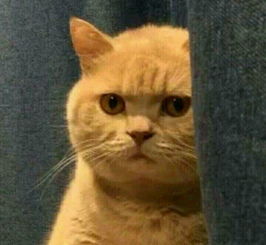 麻烦求这种表情严肃的猫,要原图没字的,想做表情包,谢谢了,大神们