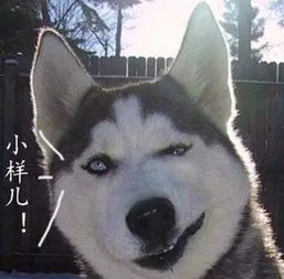 哈士奇你们天天说我是智障,还不是喜欢养我