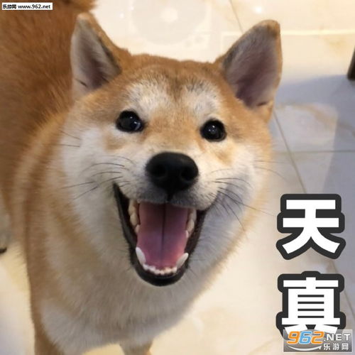 搞笑柴犬表情包合集魔性柴犬表情包下载乐游网游戏下载