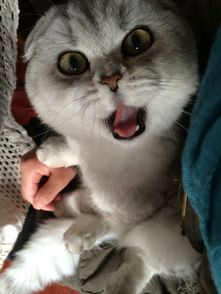 主银你吃我猫粮干嘛