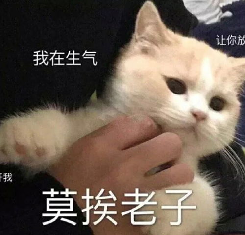 整理了一些让别人秒回的表情包