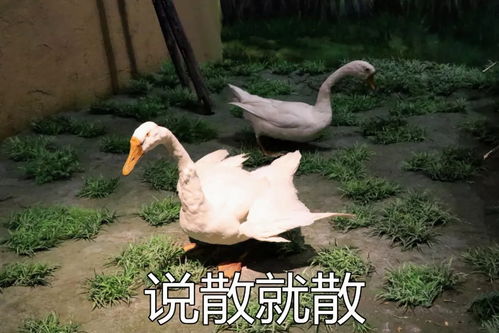 你们在博物馆看文物,我在内蒙古博物院找表情包