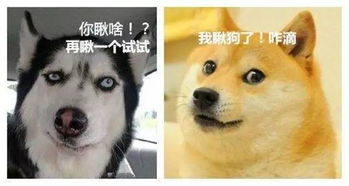 都说柴犬的二是被哈士奇给带的,看完才知二哈才是被冤枉的那个