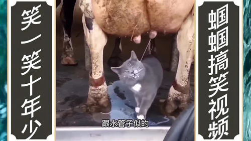 动物搞笑配音集锦