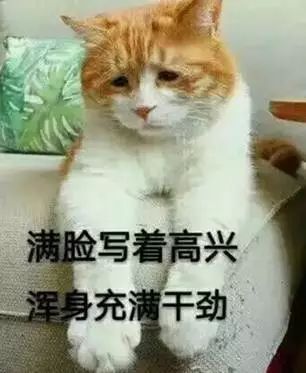 你见过最丑猫啥样这些猫真的可以直接做表情包了...哈哈哈