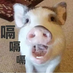 速度get2019年最新粤语字大测试来啦