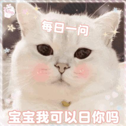 有没有动态猫咪表情包,巨可爱的那种