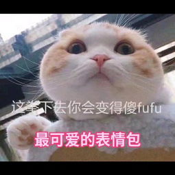 沙雕猫猫表情包