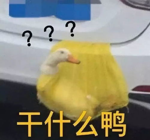 一年一度返程行李箱摄影比赛开始装猪的那位兄弟你赢了