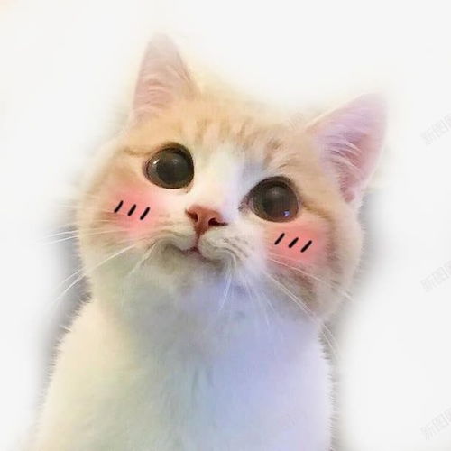 可爱猫咪歪头卖萌表情免抠png设计图片免费下载页面网页平面电商创意素材包粽子素材