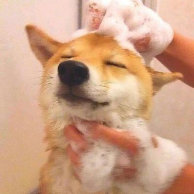 萌宠头像超级无敌可爱的柴犬啊
